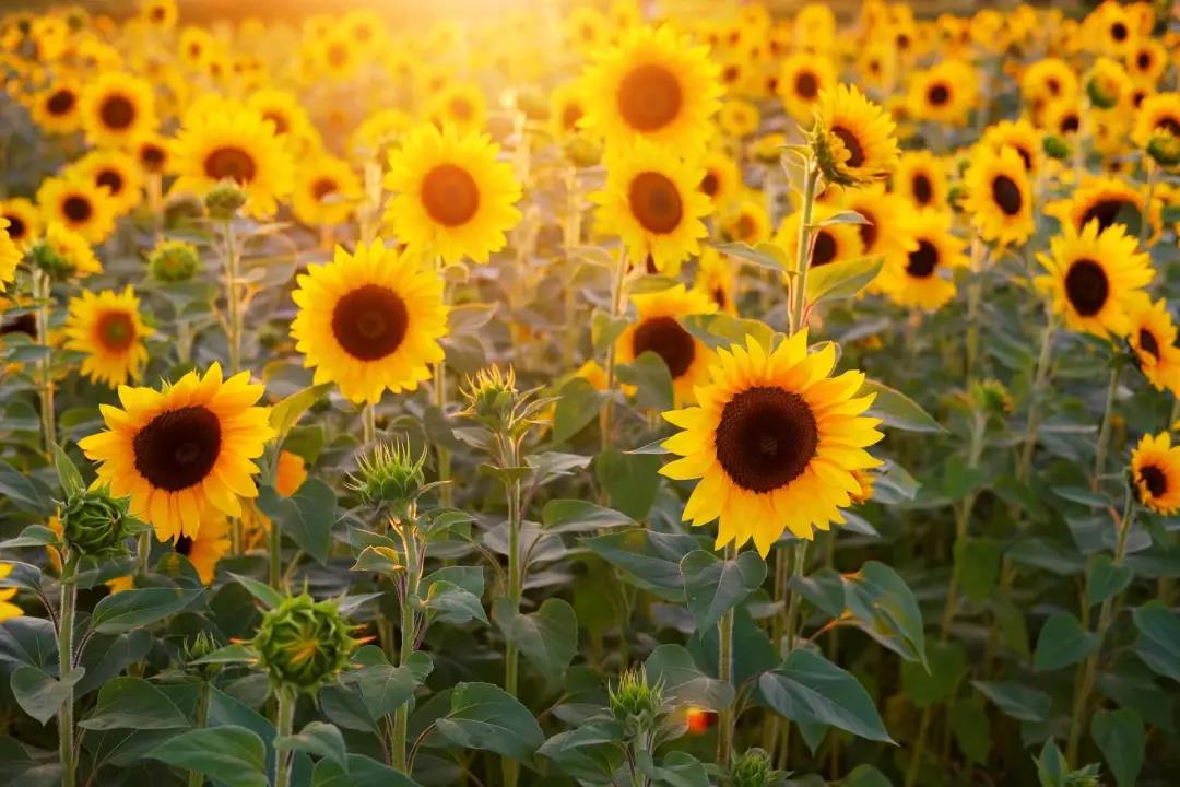 有家海外,希腊旅游民宿,雅典民宿